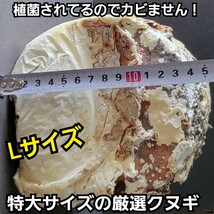 クワガタの産卵木はこれが最強です！　植菌カワラ材【Lサイズ】　タランドゥス・オウゴンオニクワガタ・レギウスに！　カビない！加水不要_画像3