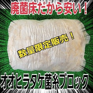 クワガタの産卵材の代わりに抜群です！　オオヒラタケ菌床ブロック　　マットに埋め込むだけ！　簡単にほぐせるので幼虫の割り出しが楽です