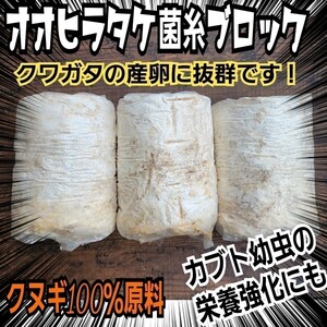 クワガタの産卵材の代わりに抜群です！　オオヒラタケ菌床ブロック　マットに埋め込むだけ！　簡単にほぐせるので幼虫の割り出しが楽です