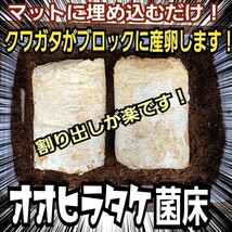 クワガタの産卵材の代わりに抜群です！　オオヒラタケ菌床ブロック　マットに埋め込むだけ！　簡単にほぐせるので幼虫の割り出しが楽です_画像5