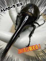 クワガタ・カブトムシ専用栄養添加剤　トレハロース粉末　マットや菌糸・ゼリーに混ぜるだけ！サイズアップ、産卵促進、長寿効果抜群です！_画像8