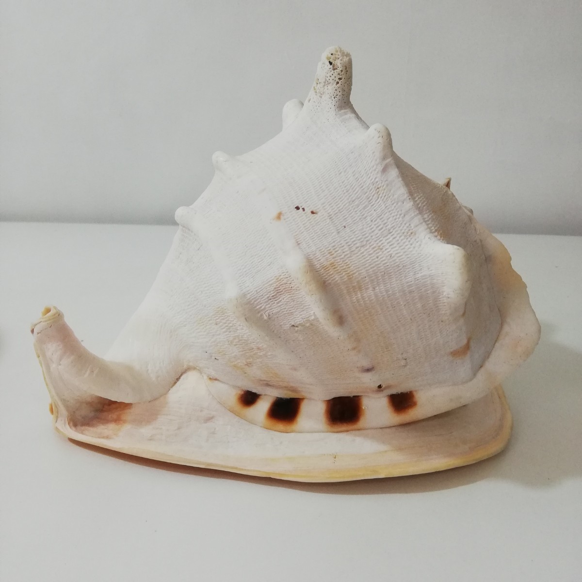 ヤフオク! -トウカムリ貝の中古品・新品・未使用品一覧