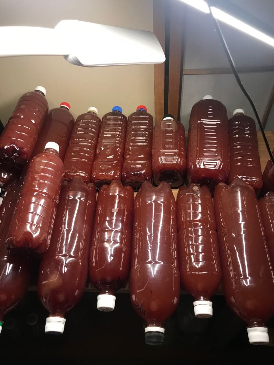 2極タイプ 光合成細菌 PSB 6リットル(1.5l×4)自家培養(増やしてPSB使用) - 通販 - worldjumping.co.uk