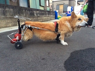 2023年最新】ヤフオク! -犬用車椅子(犬)の中古品・新品・未使用品一覧