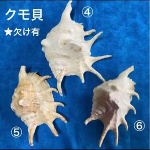 沖縄　クモ貝　3コセット