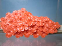 【江月】アンティーク・本珊瑚 春爛漫 満開の桜の花彫刻の帯留め 25,02g_画像1
