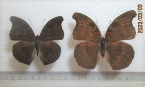 蝶標本　エベリナイナズマ　インドネシア産　1ペア　