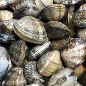 8....( large )12kg* freshness eminent! including in a package limitless!![ super excellent brand. Hamana lake production ] littleneck clam 