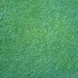 芝生の種・最高級ベントグラス 007 ダブルオーセブン 1Kg(芝)の画像2