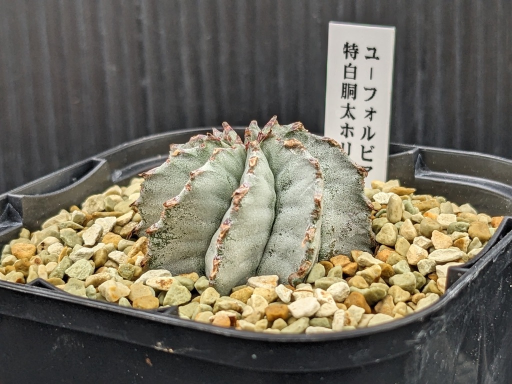 希少 ユーフォルビア 太胴特白ホリダ-