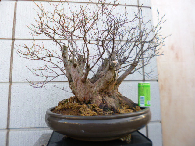 盆栽 ピラカンサ 樹高18cm 盆栽 ピラカンサ 樹高18cm - 22
