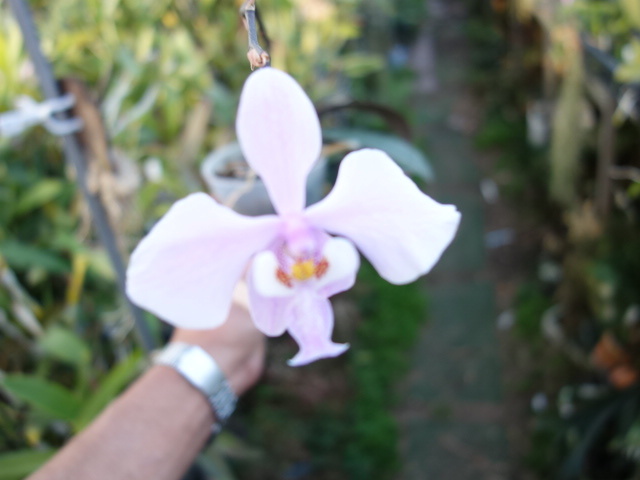 桜舞う季節 ナゴラン 丸葉 斑入り phal 胡蝶蘭 原種 ファレノプシス 洋