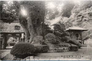 絵葉書　清澄名所　清澄寺大樟　日蓮宗寺院　千葉県鴨川市神社仏閣植物等絵はがき