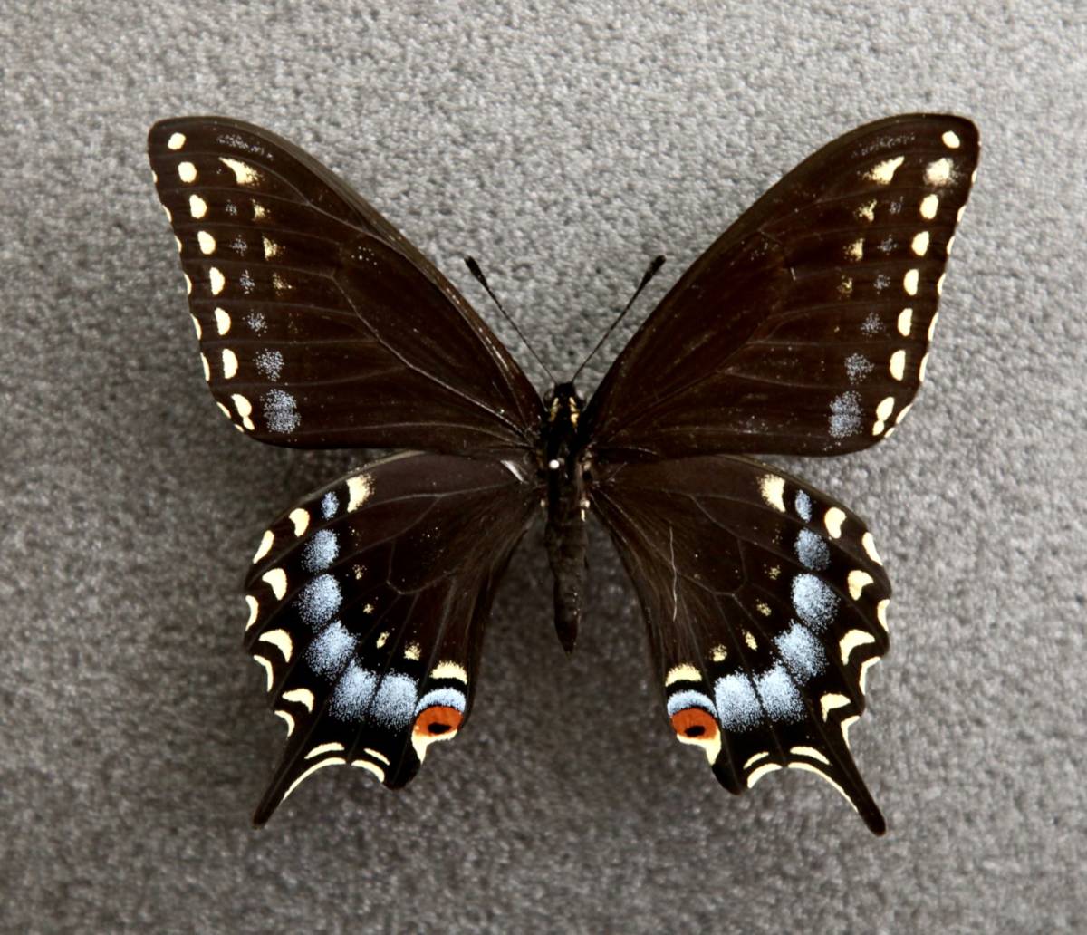 年最新ヤフオク!  蝶 標本 外国住まい、インテリアの中古品