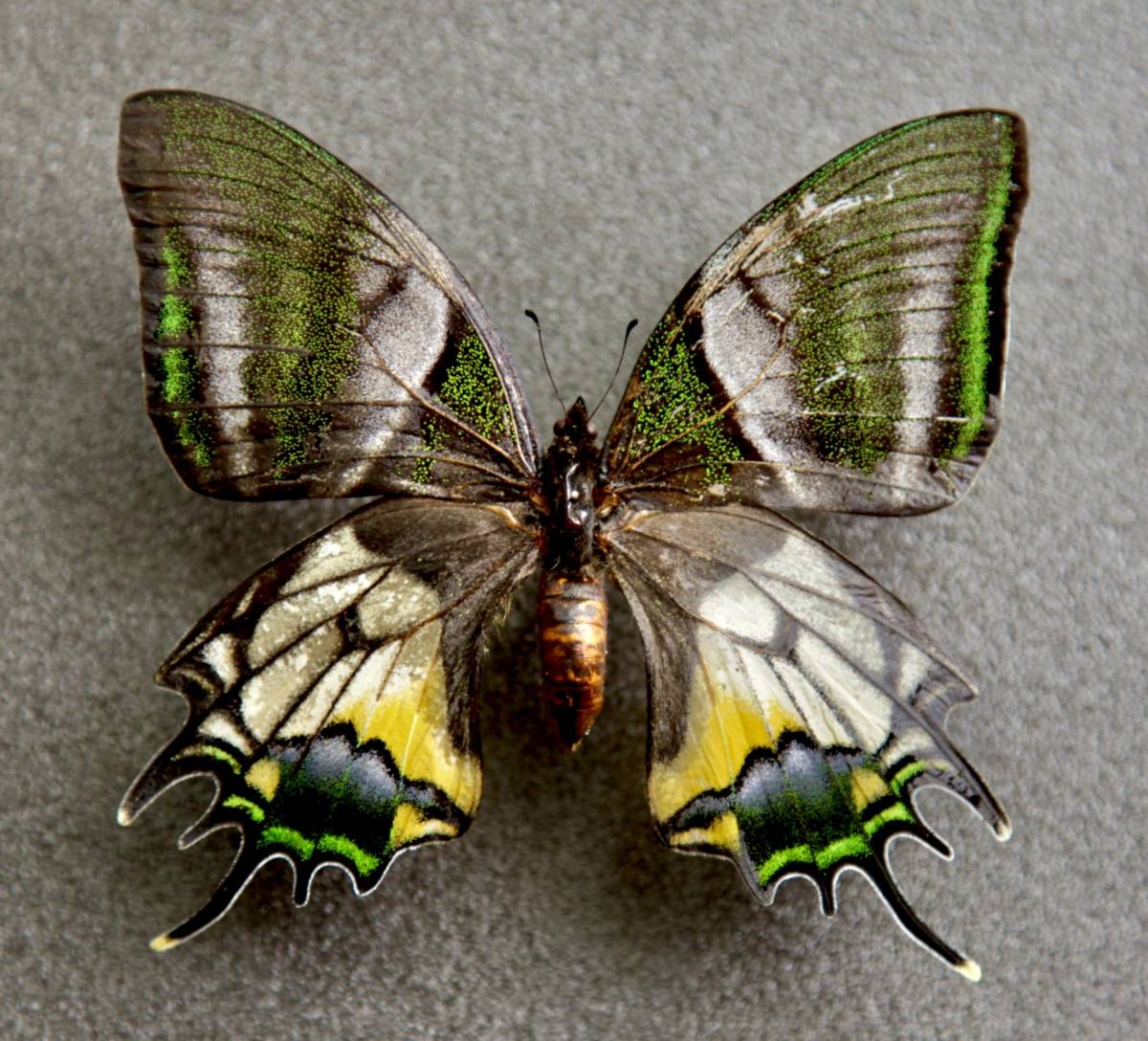 ヤフオク! -蝶 標本 アゲハ(虫類)の中古品・新品・未使用品一覧