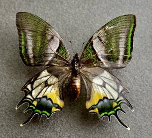■外国産蝶標本　オウゴンテングアゲハ A-♀　ベトナム 産 　野外採集品