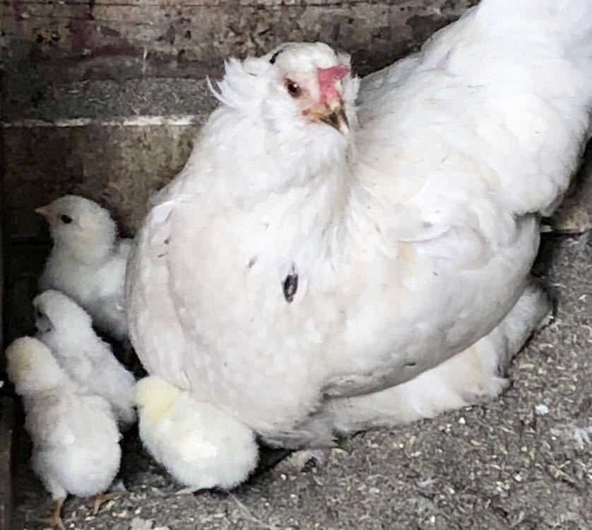 希少(茶系)ブラマ鶏有精卵４個＋【送料無料】【今月の29日でヤフオクで全ての鳥類の有精卵の取り引きは禁止と成ります。】