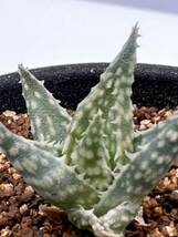 アロエ アウグスティナ Aloe descoingsii ssp.augustina ディスコイングシー亜種　希少　抜き苗は送料込　南アフリカ　輸入株_画像1