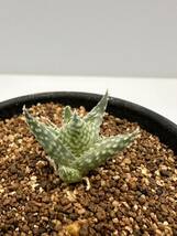 アロエ アウグスティナ Aloe descoingsii ssp.augustina ディスコイングシー亜種　希少　抜き苗は送料込　南アフリカ　輸入株_画像6