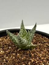 アロエ アウグスティナ Aloe descoingsii ssp.augustina ディスコイングシー亜種　希少　抜き苗は送料込　南アフリカ　輸入株_画像5