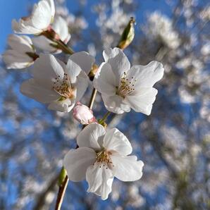 桜 ソメイヨシノ 挿し穂 20本 ■送料無料 /sakura さくら 庭木 植木 染井吉野 挿し木 ゆうパケット発送  antiqueの画像8