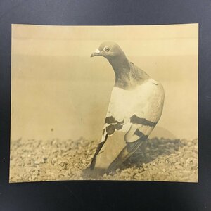  Okamoto Orient print work dove en Boss entering photograph 288x242mm