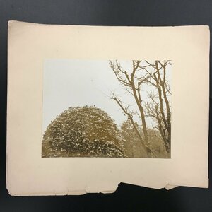  Okamoto Orient print work tree . remainder snow en Boss entering photograph 270x206mm cardboard 360x420mm