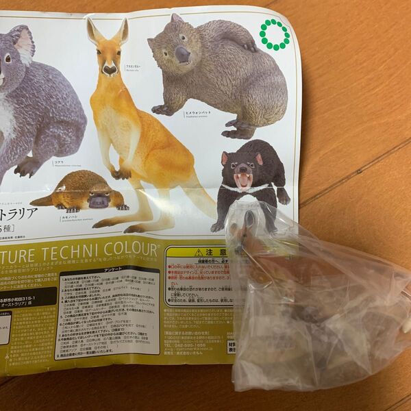 ネイチャーテクニカラー オーストラリア アカカンガルー