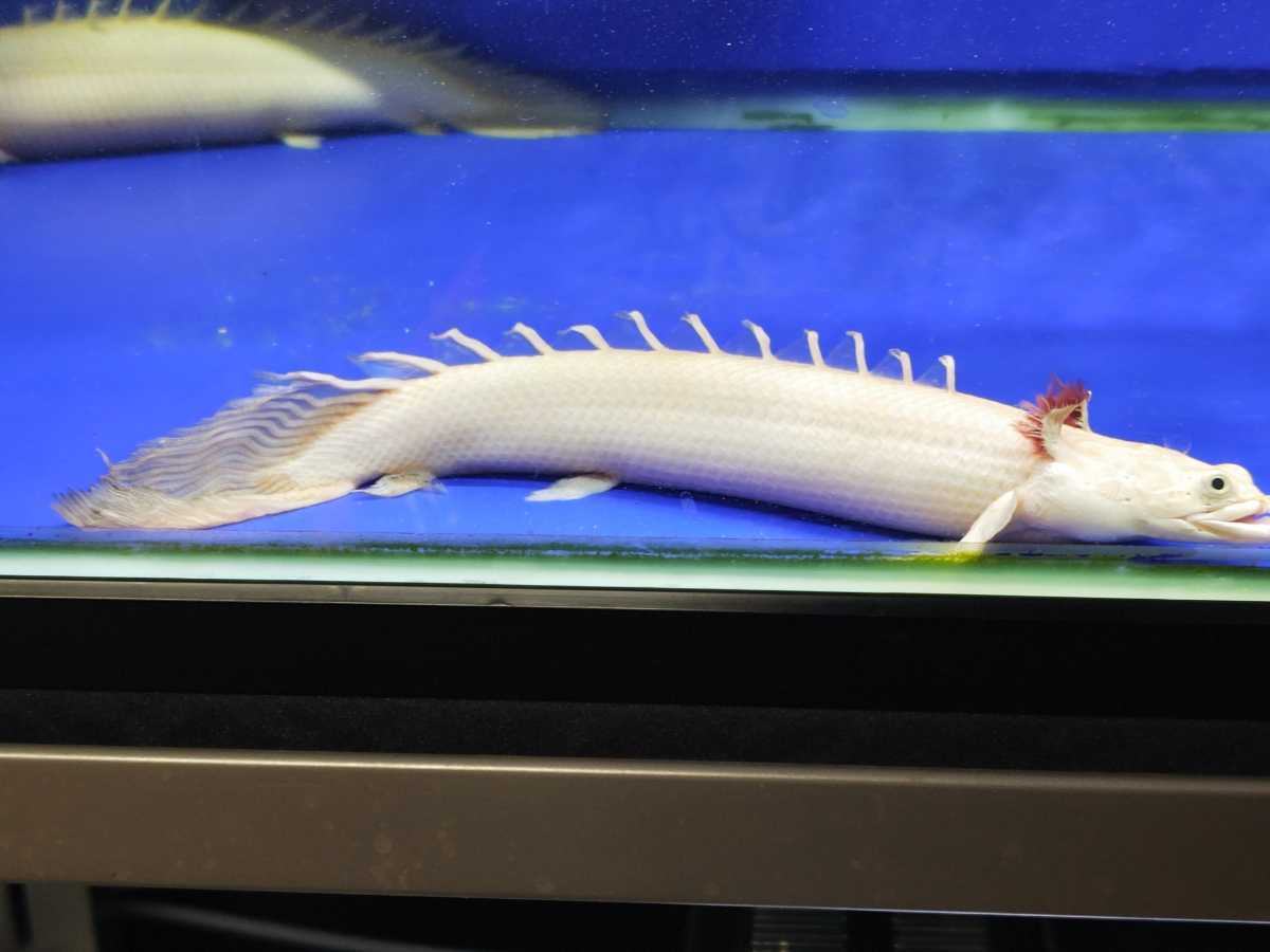 ヤフオク! -プラチナエンドリケリー(エンドリケリー)の中古品・新品 ...