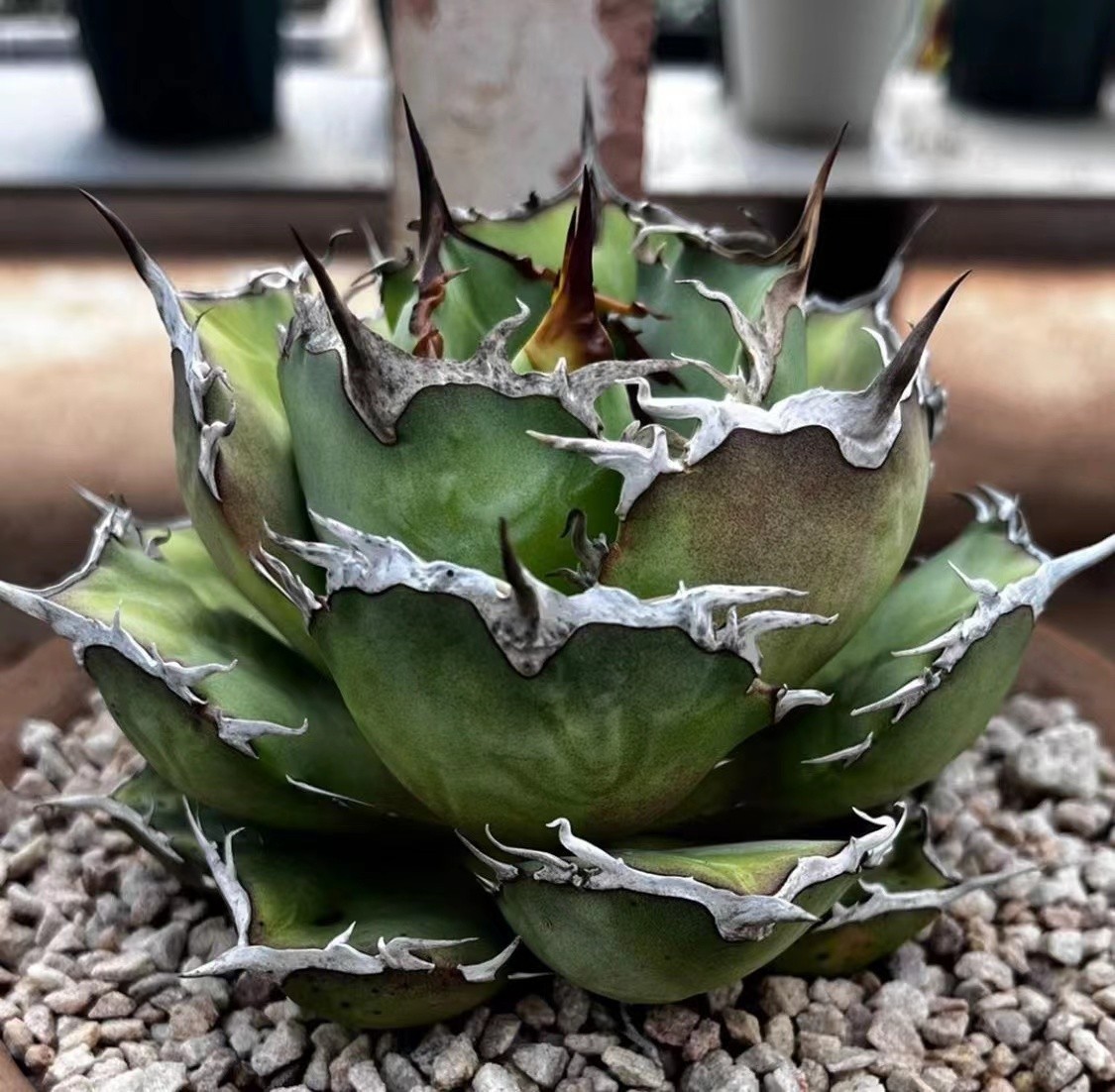 ヤフオク! -「金剛」(観葉植物) の落札相場・落札価格