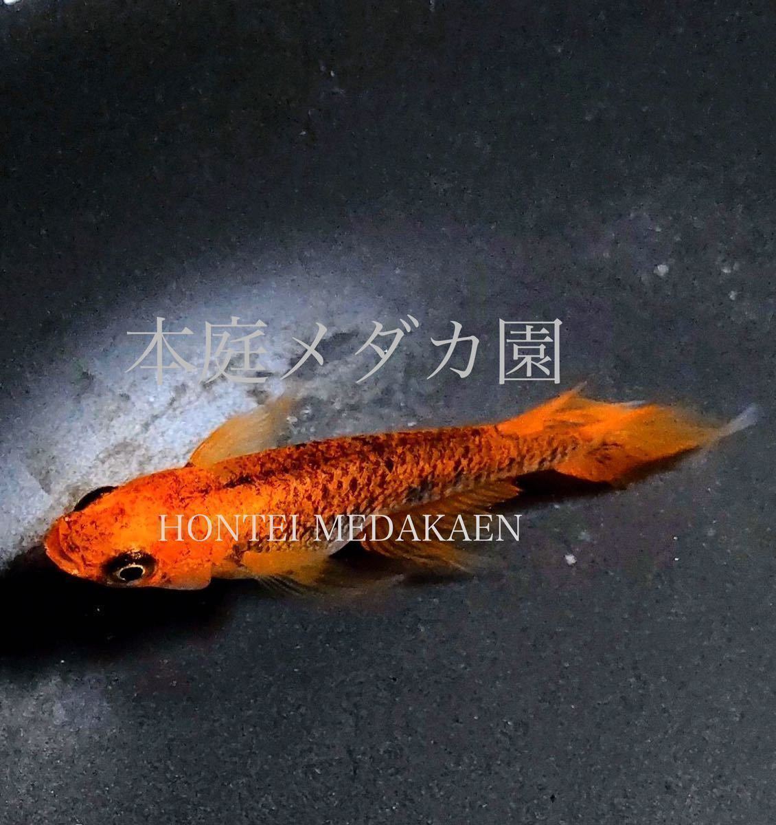 ヤフオク! -「竜章鳳姿メダカ」の落札相場・落札価格