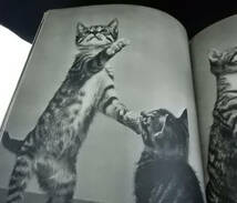 『CATS』キャッツ YLLA イーラ（原書）■猫■ネコ写真の教科書■写真家：Ylla（1911～1955年）■中古■230304 1132＋_画像8