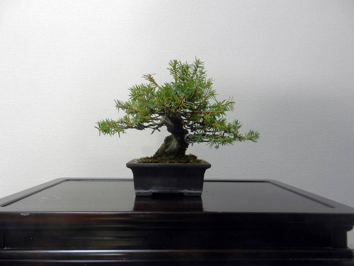 盆栽 ピラカンサ 樹高18cm 盆栽 ピラカンサ 樹高18cm - 16