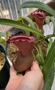 貴重　食虫植物　Nepenthes ventricosa RFP オリジナル　選抜株　ネペンテス　