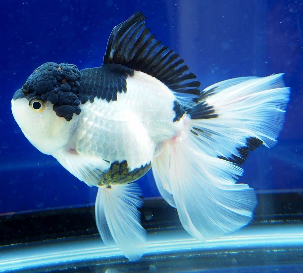 ヤフオク! -金魚 パンダオランダの中古品・新品・未使用品一覧