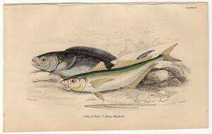 1842年 Jardine 手彩色 銅版画 カワカマス科 アラスカブラックフィッシュ Black Fish アジ科 ニシマアジ Horse Mackerel 博物画