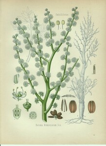 1890年 Kohlers 薬用植物 多色石版画 セリ科 オオウイキョウ属 Dorema ammoniacum Don