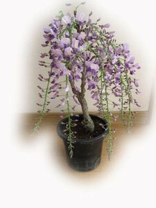 盆栽 人気 藤苗　ポット苗　開花は四月中頃 薄紫の藤の花と 香りが楽しめます