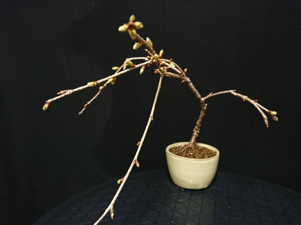 盆栽 ピラカンサ 樹高18cm 盆栽 ピラカンサ 樹高18cm - 17