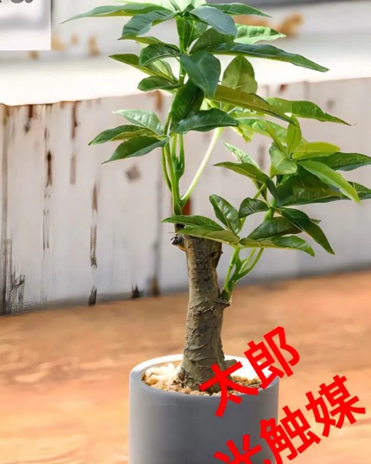 光触媒 人工観葉植物 ウォールグリーン フェイクグリーン ショウナン