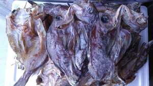  salted and dried overnight black rockfish [ large 20~25cm]2 sheets 780 jpy prompt decision 