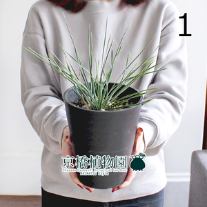 [ reality goods ] yucca * Linea lifo rear 5 number black pot (1)Yucca linearifolia