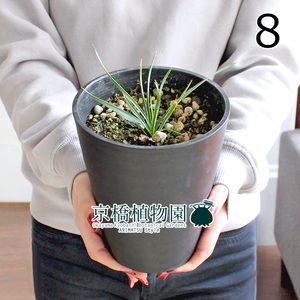 [ reality goods ] yucca * Linea lifo rear 5 number black pot (8)Yucca linearifolia