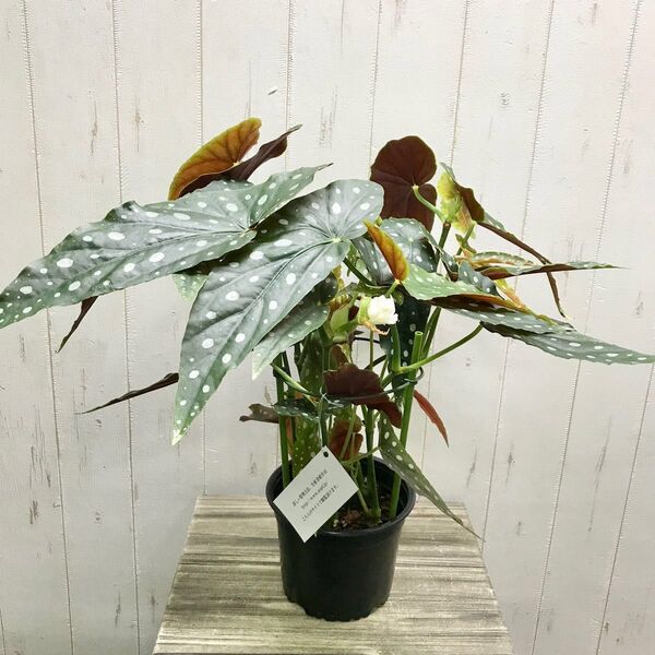 レア種 大株 ベゴニア マクラータ / Begonia maculata