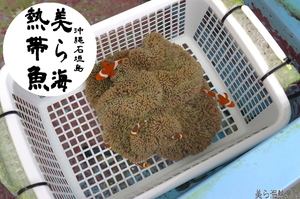 【沖縄石垣島産専門店　美ら海熱帯魚】　ハタゴイソギンチャク　送料込み