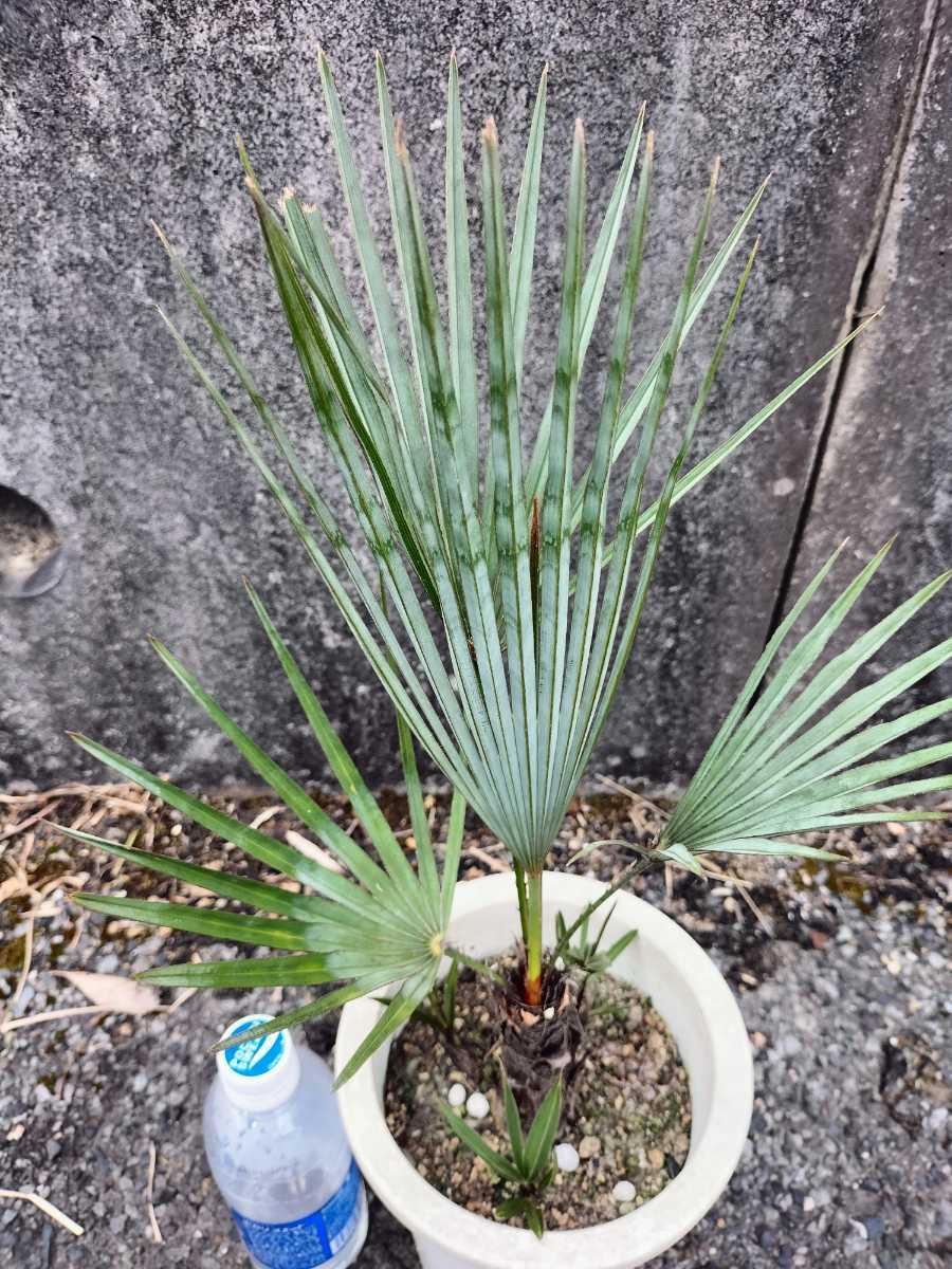 Palm Tree | iChibaJP - Mua Hộ Hàng Nhật, Đấu Giá Yahoo Auction