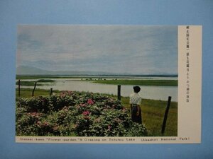 j694網走国定公園原生花園及とうふつ湖の放牧絵葉書