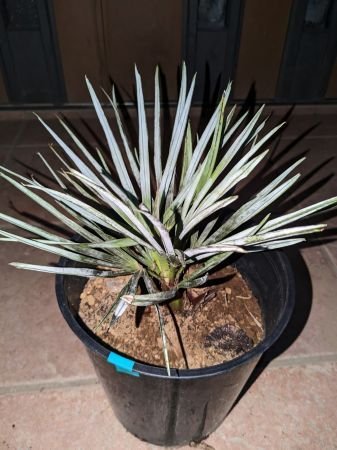 Palm Tree | iChibaJP - Mua Hộ Hàng Nhật, Đấu Giá Yahoo Auction