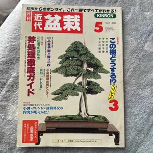 近代盆栽 2000.5 芽処理徹底ガイド