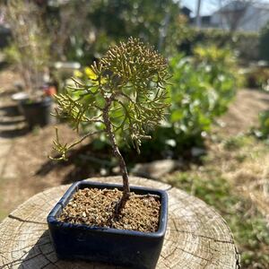  small goods sin Park genuine Kashiwa bonsai 